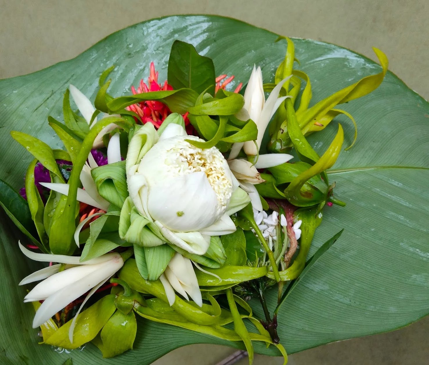 Ngát thơm hoa gói